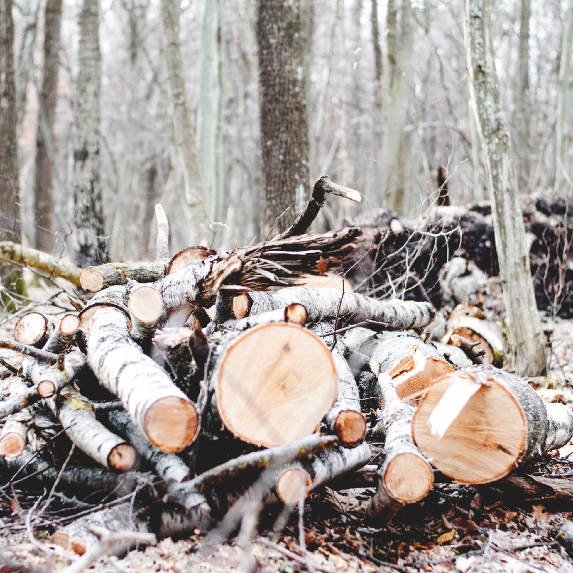 What should you do with your freshly cut lumber?