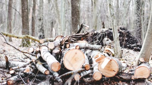 What should you do with your freshly cut lumber?