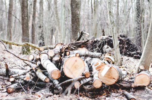 What should you do with your freshly cut lumber?